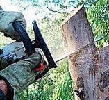 Best Utility Line Clearance  in Shaw, MS