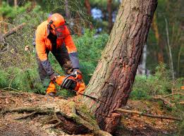 Best Tree Risk Assessment  in Shaw, MS
