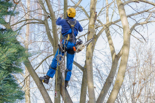 Best Lawn Pest Prevention  in Shaw, MS