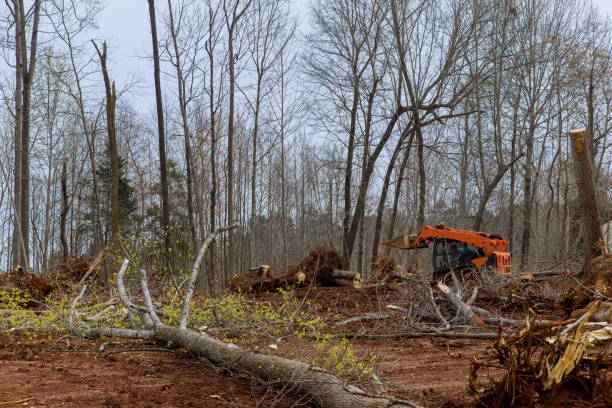 Professional Tree Care in Shaw, MS