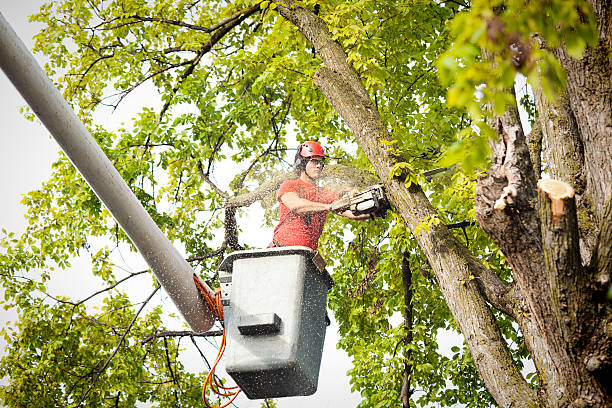 How Our Tree Care Process Works  in  Shaw, MS