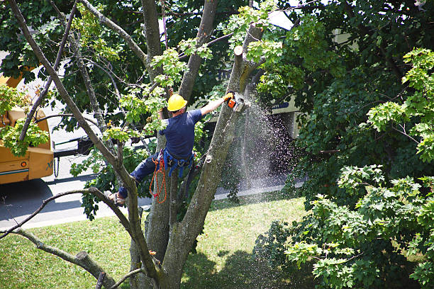 Best Root Management and Removal  in Shaw, MS
