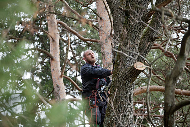 Best Tree Trimming and Pruning  in Shaw, MS