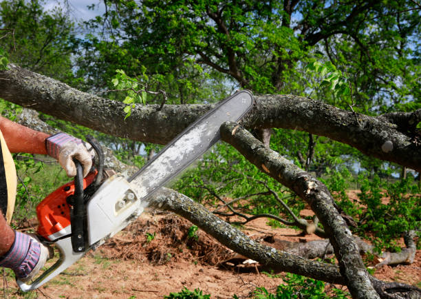  Shaw, MS Tree Care Pros